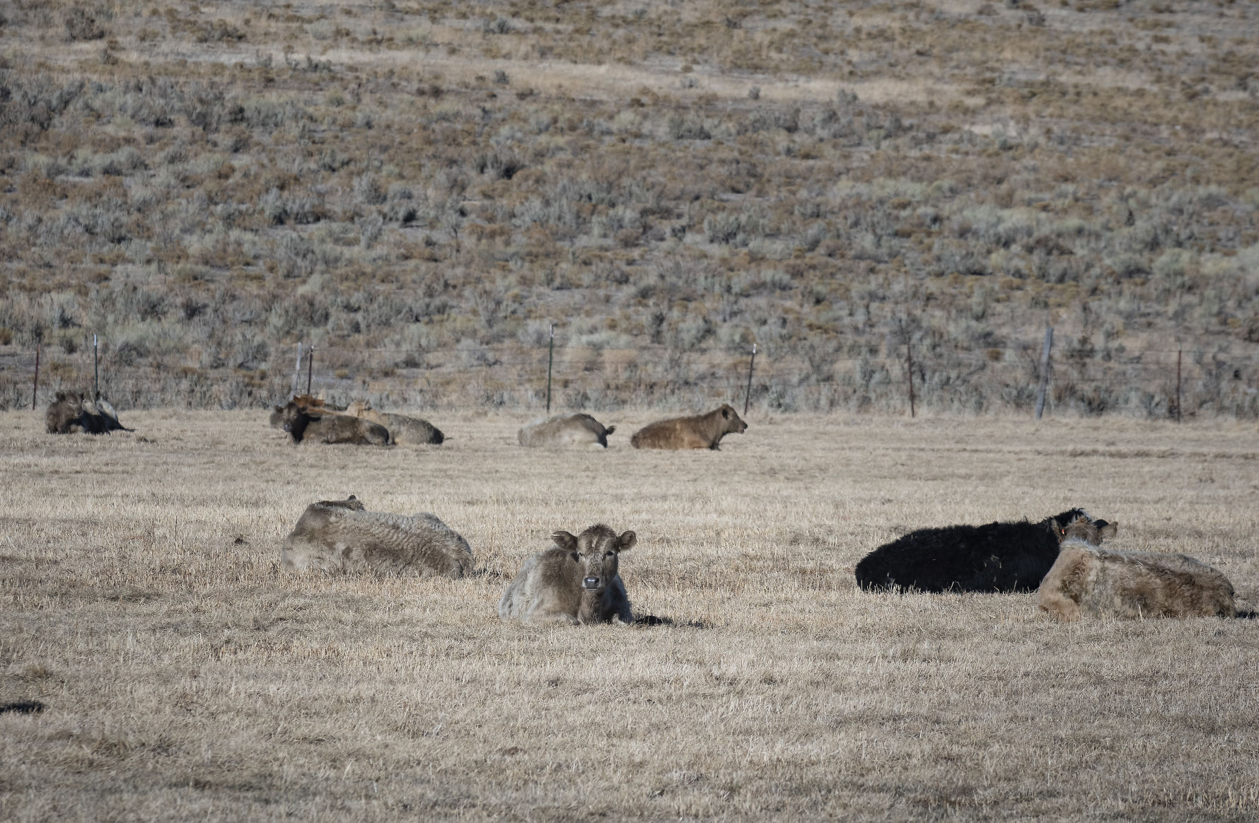 Ranchers deal with fallout from Badger Fire